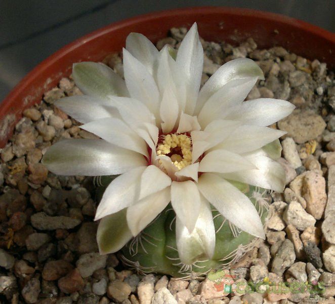 Una foto de Gymnocalycium calochlorum