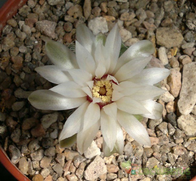 Una foto de Gymnocalycium calochlorum