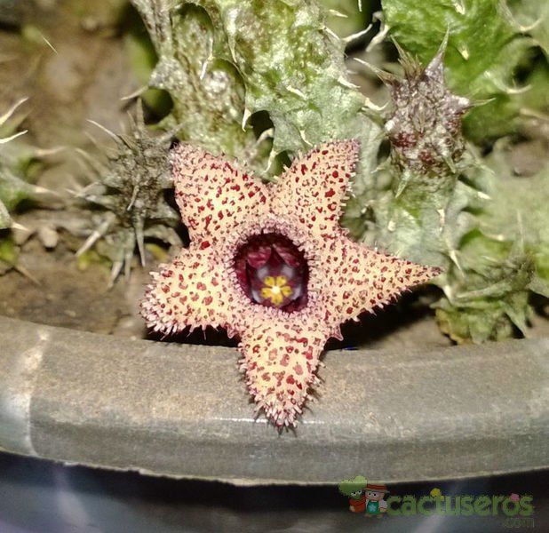Una foto de Stapelianthus decaryi