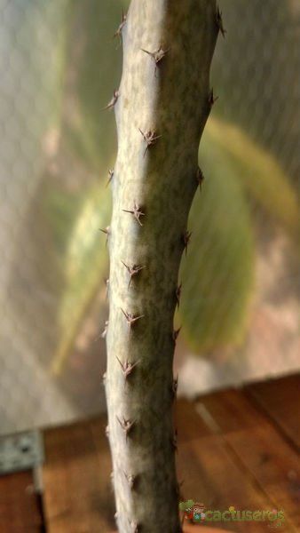 A photo of Cereus spegazzinii