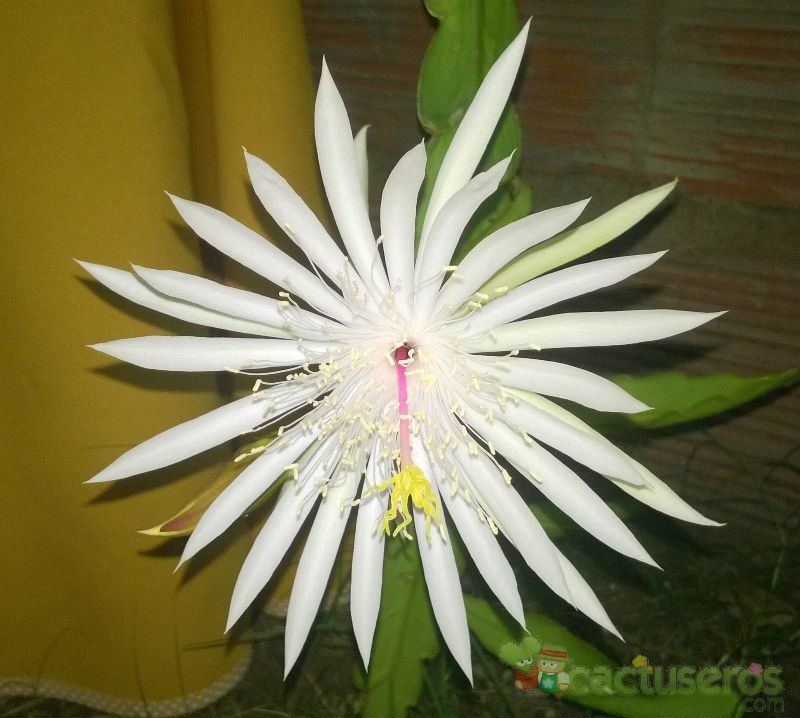 A photo of Epiphyllum hookeri