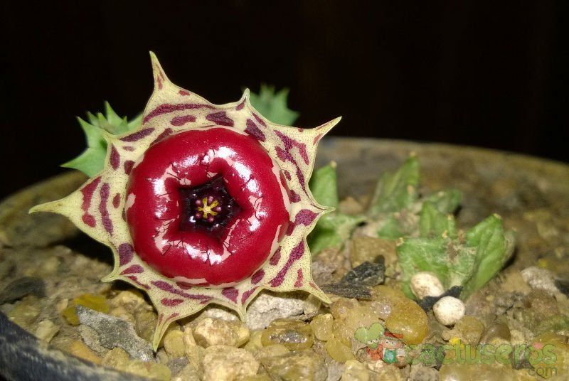 A photo of Huernia plowesii  