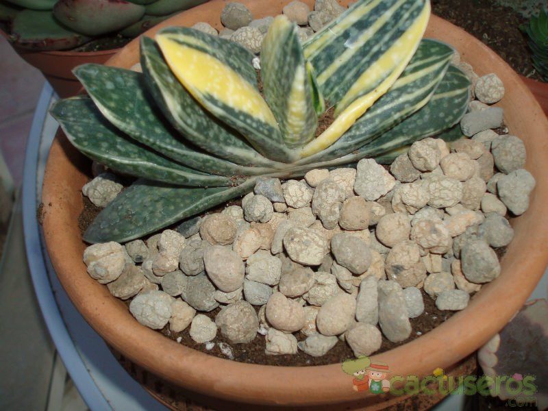 A photo of Gasteria gracilis f. variegata