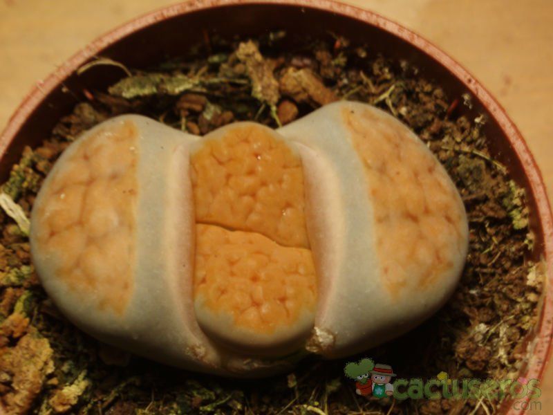 A photo of Lithops karasmontana ssp. karasmontana