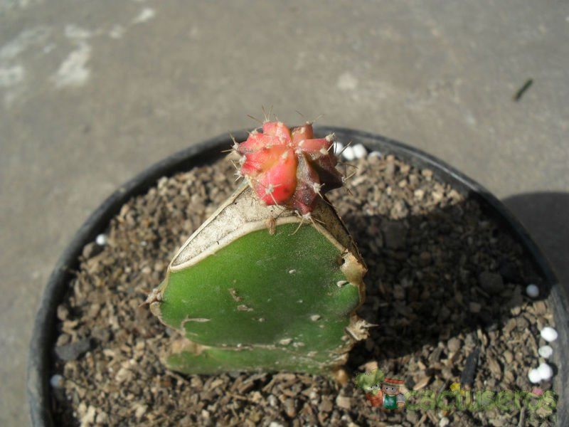 A photo of Gymnocalycium mihanovichii cv. hibotan