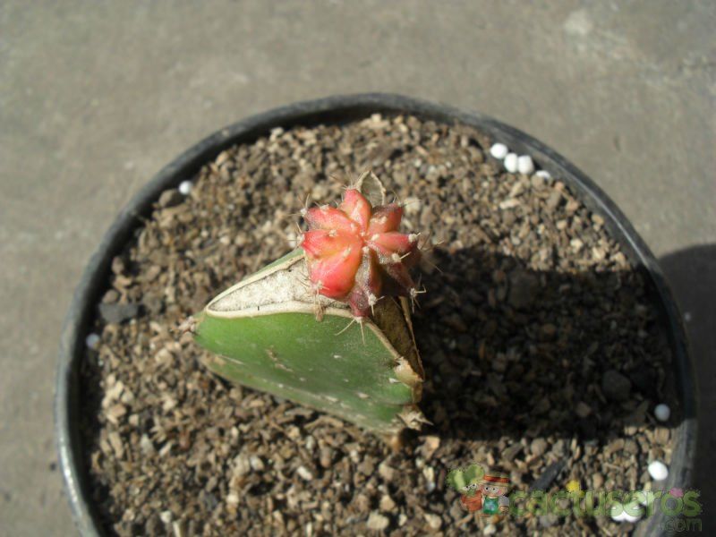 A photo of Gymnocalycium mihanovichii cv. hibotan