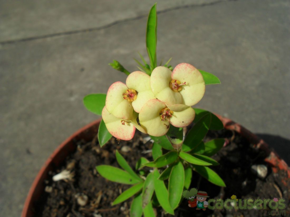 A photo of Euphorbia milii var. milii