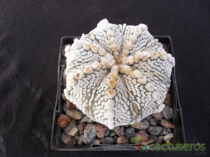 A photo of Astrophytum superkabuto multi-hybrid