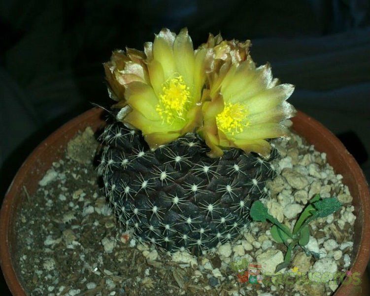 Una foto de Copiapoa humilis subsp. tenuissima