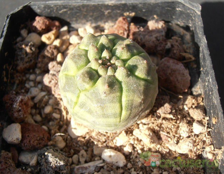 A photo of Euphorbia pseudoglobosa