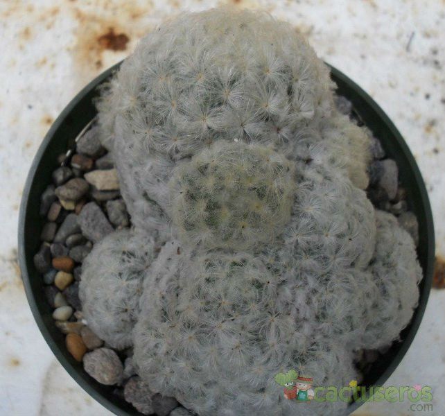 A photo of Mammillaria plumosa