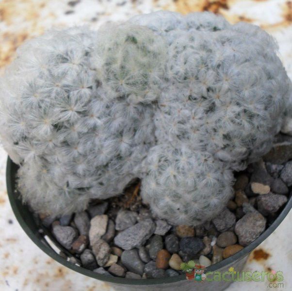 A photo of Mammillaria plumosa