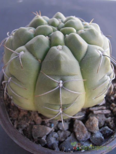 Una foto de Gymnocalycium ritterianum