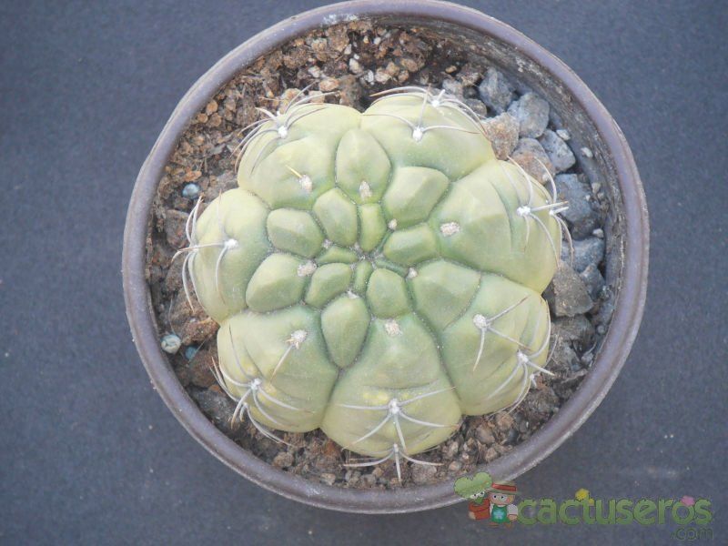 Una foto de Gymnocalycium ritterianum