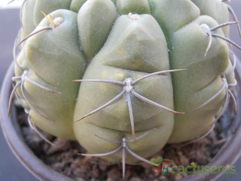 Una foto de Gymnocalycium ritterianum