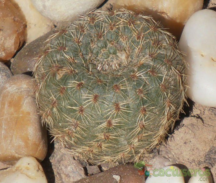 A photo of Frailea pygmaea