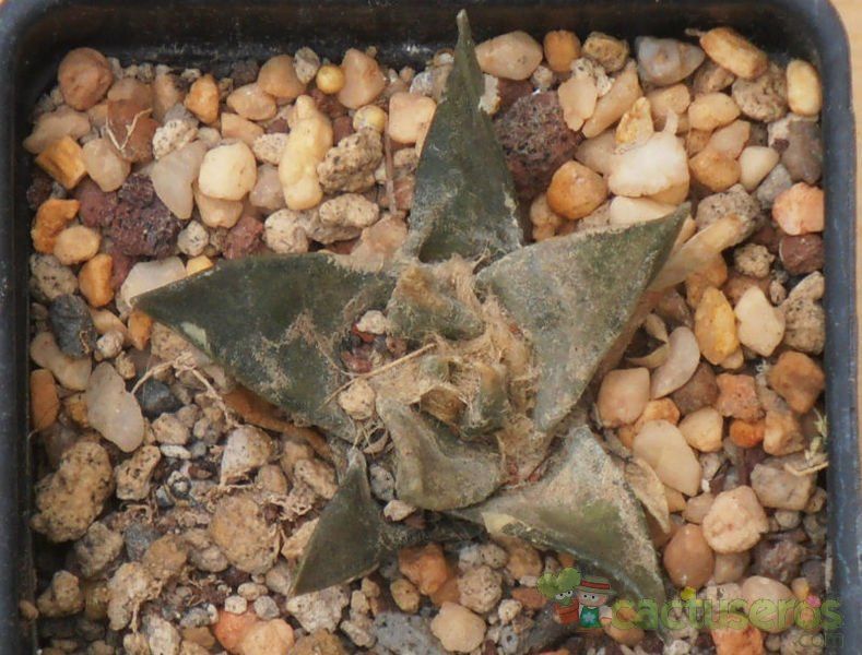 A photo of Ariocarpus retusus subsp. trigonus
