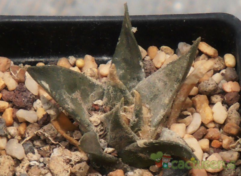 Una foto de Ariocarpus retusus subsp. trigonus