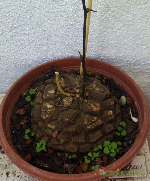 Una foto de Dioscorea mexicana
