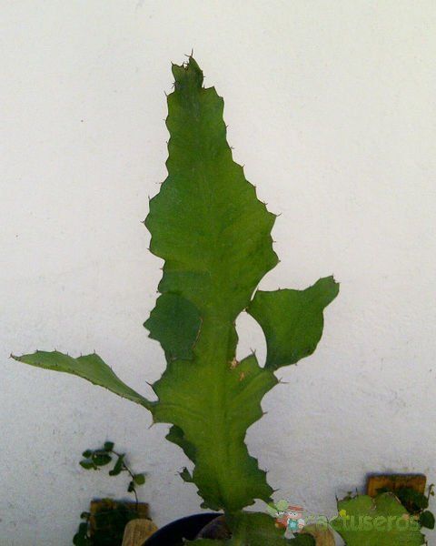 A photo of Euphorbia bougheyi
