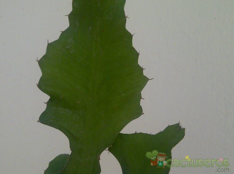 A photo of Euphorbia bougheyi