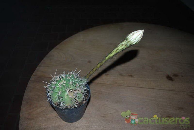 A photo of Echinopsis silvestrii