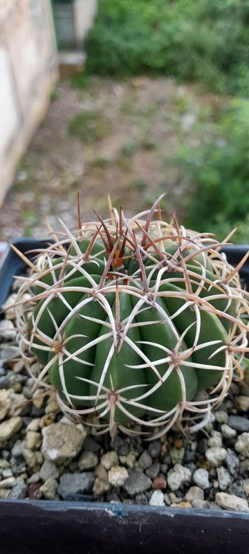 Foto de un cactus que se está identificando actualmente