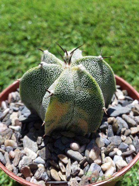 A photo of Astrophytum ornatum fma. variegada