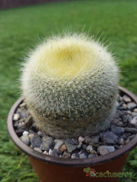 Una foto de Parodia chrysacanthion