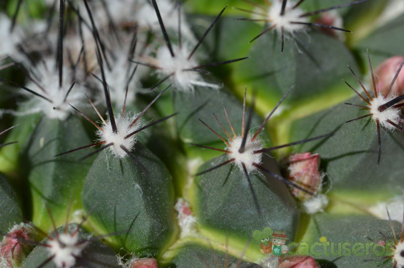 A photo of Mammillaria melanocentra