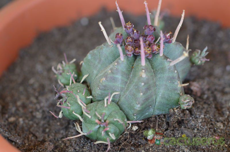 A photo of Euphorbia ferox