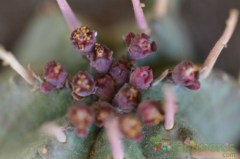 A photo of Euphorbia ferox