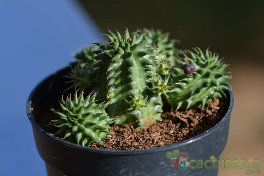 A photo of Euphorbia susannae