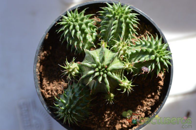 A photo of Euphorbia susannae