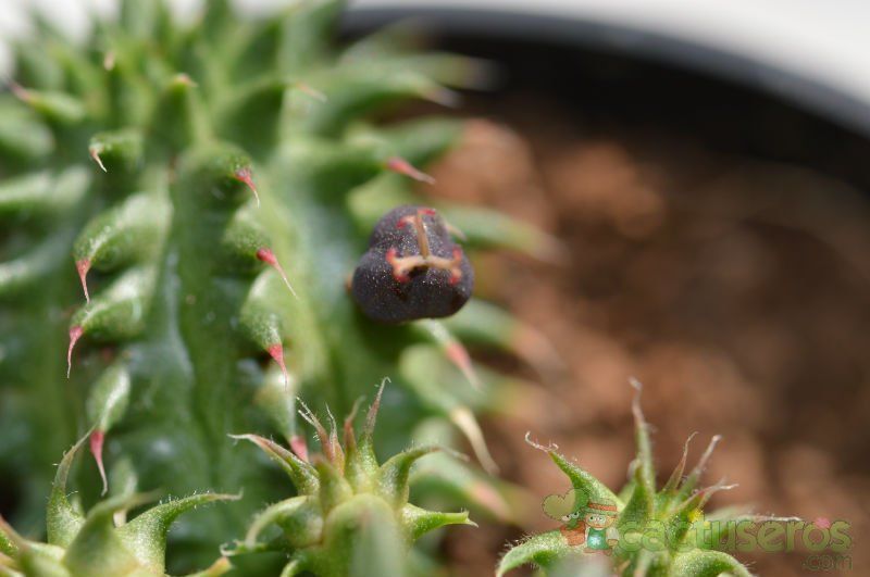 A photo of Euphorbia susannae