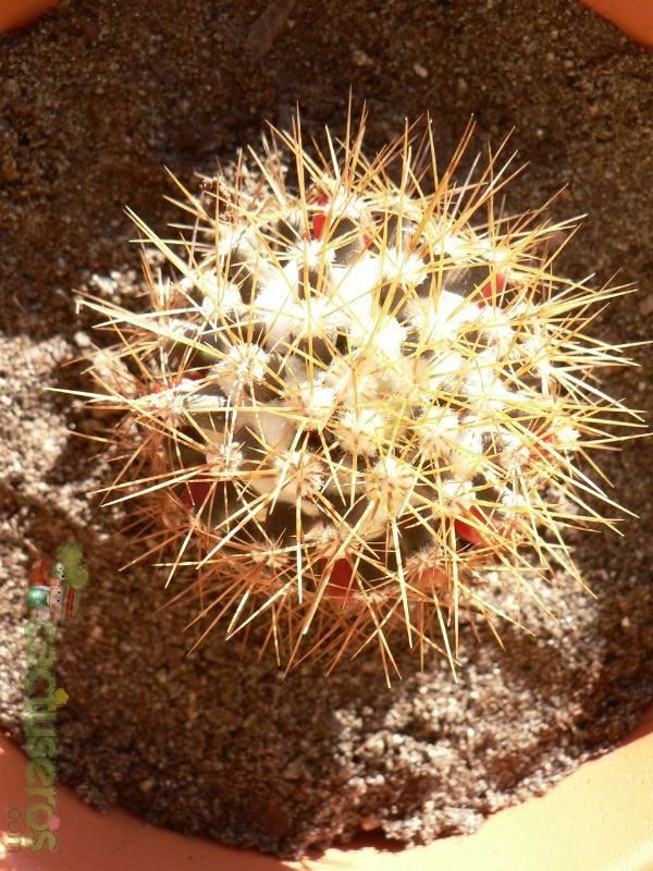 A photo of Mammillaria flavescens var. nivosa