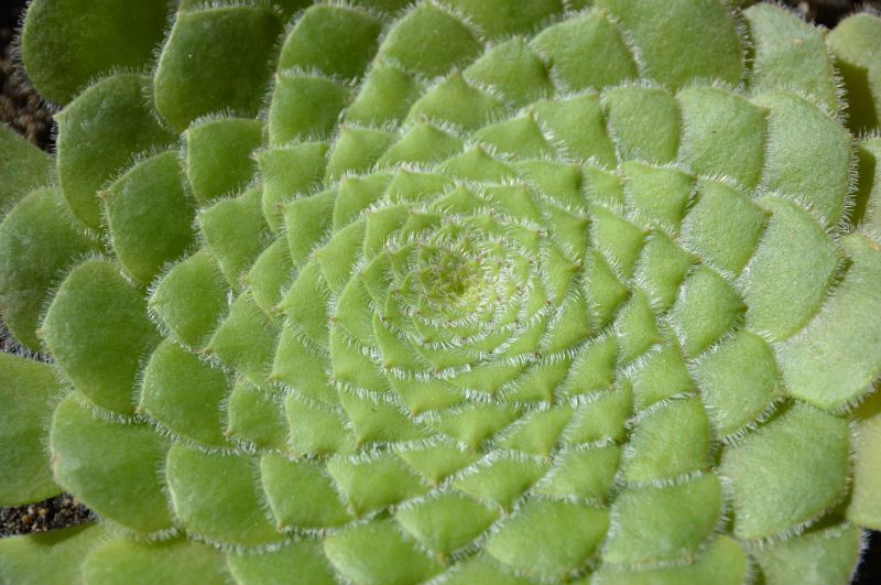 Una foto de Aeonium tabuliforme