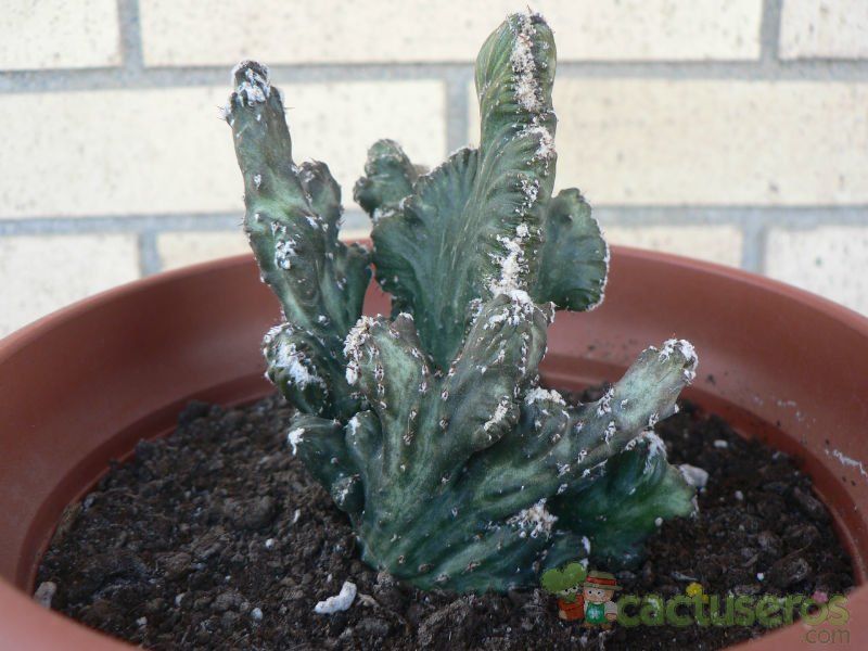 Una foto de Cereus spegazzinii fma. crestada