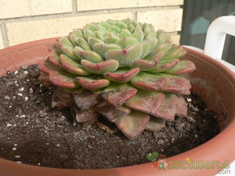 A photo of Echeveria cv. Fantasia Carol (Echeveria setosa x E. sp.)