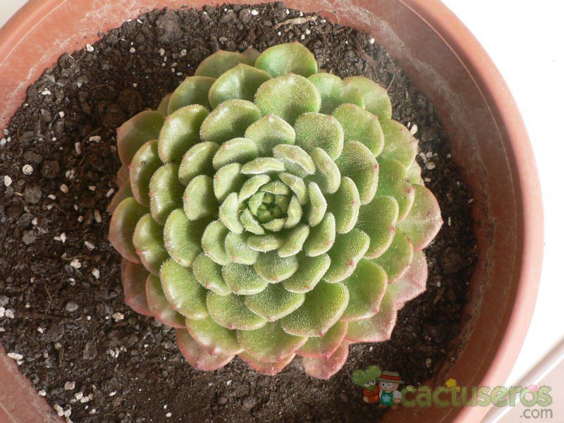 A photo of Echeveria cv. Fantasia Carol (Echeveria setosa x E. sp.)