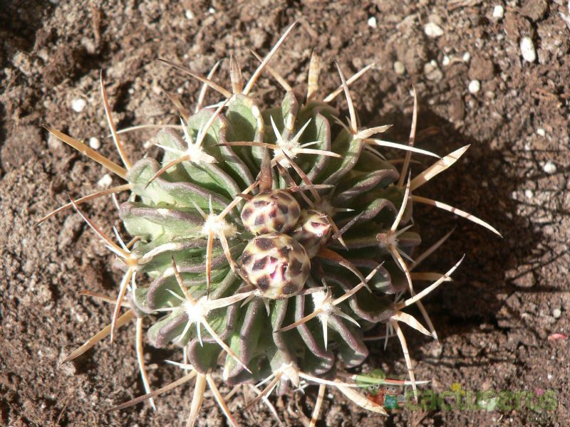 Una foto de Stenocactus crispatus