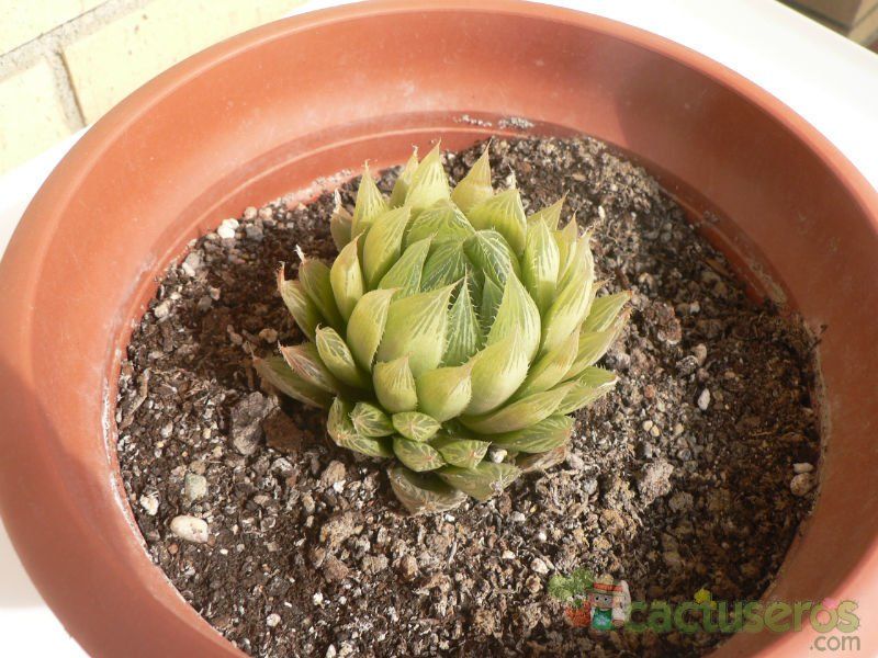 A photo of Haworthia cooperi