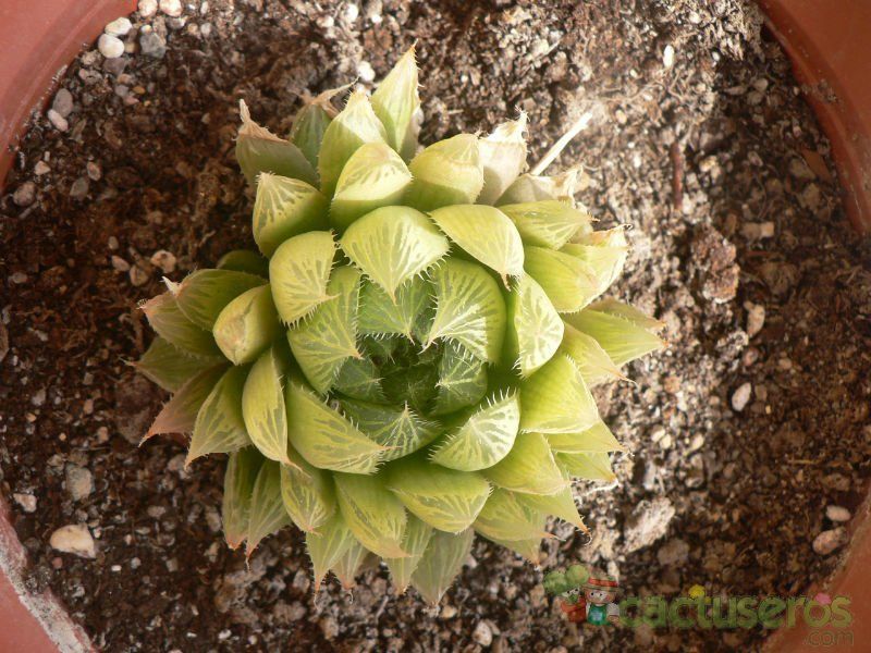 A photo of Haworthia cooperi