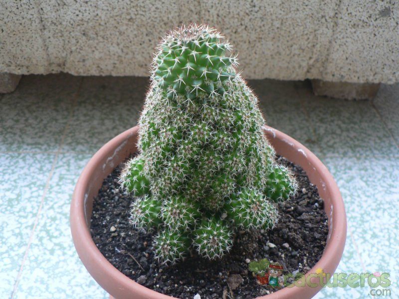 A photo of Mammillaria knippeliana