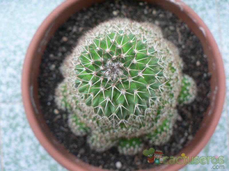 A photo of Mammillaria knippeliana