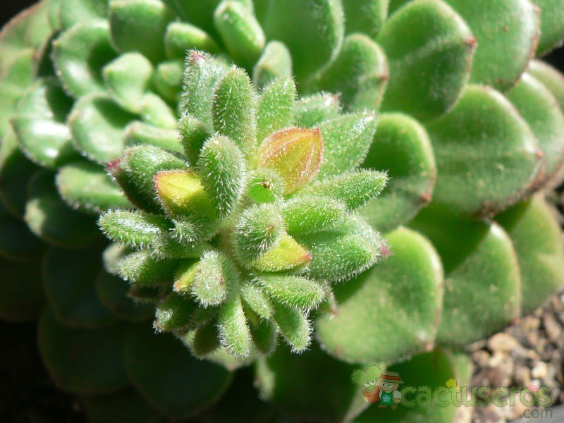A photo of Echeveria cv. Fantasia Carol (Echeveria setosa x E. sp.)
