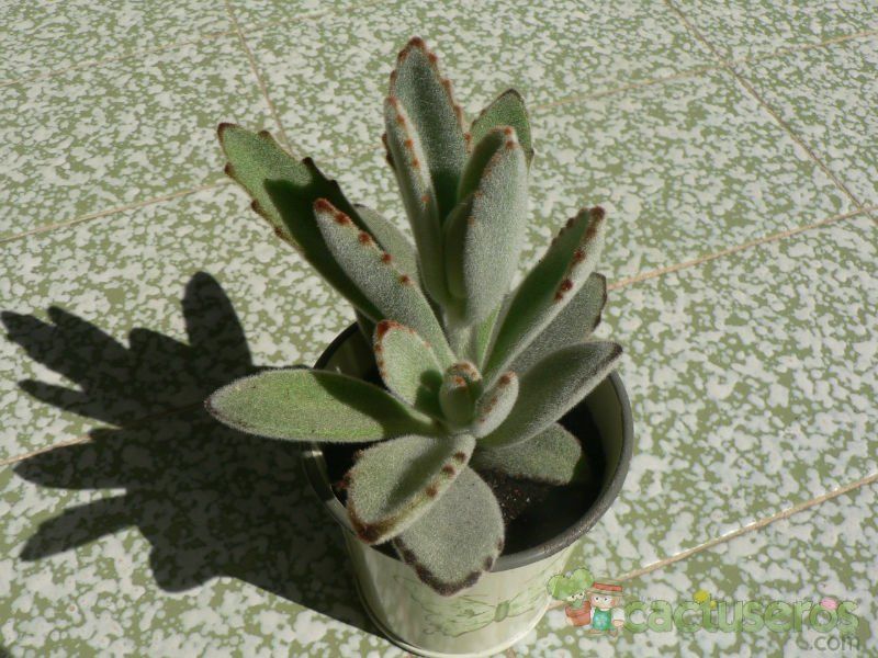 A photo of Kalanchoe tomentosa