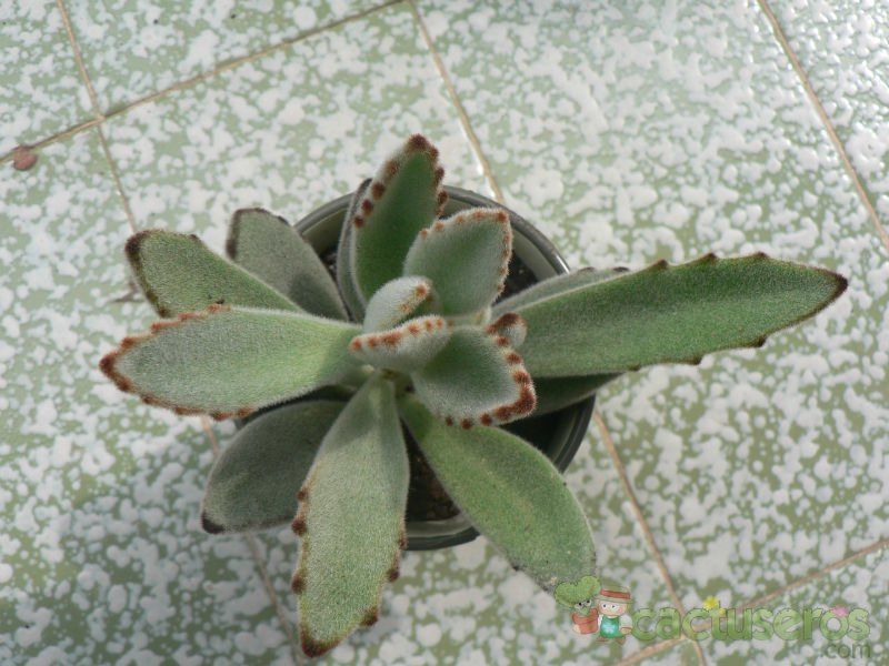 A photo of Kalanchoe tomentosa