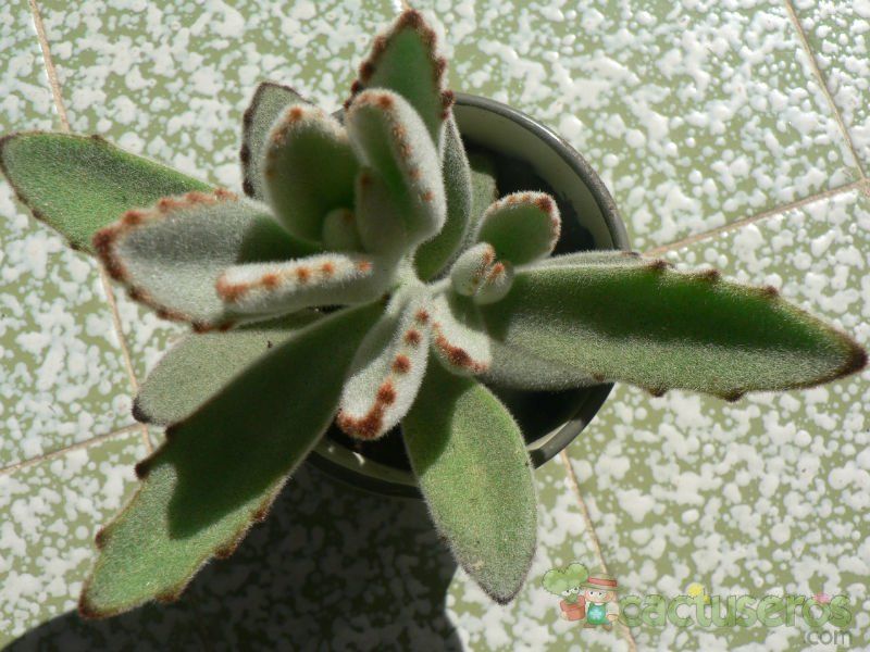 A photo of Kalanchoe tomentosa