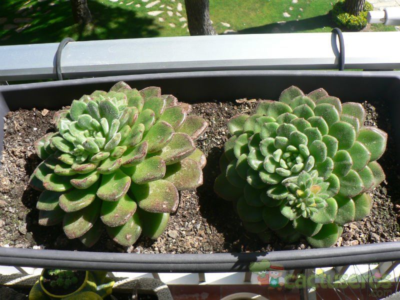 A photo of Echeveria cv. Fantasia Carol (Echeveria setosa x E. sp.)